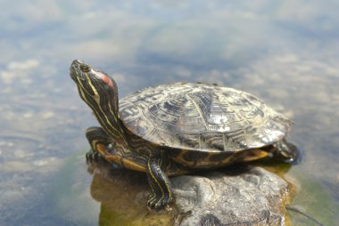 kutu turtle