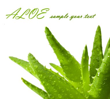 Green leaves of aloe plant close up clipart