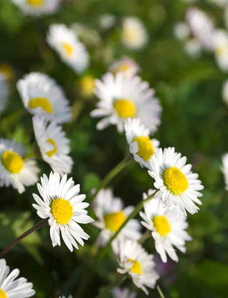 Kamillenwiese, selektiver Fokus — Stockfoto