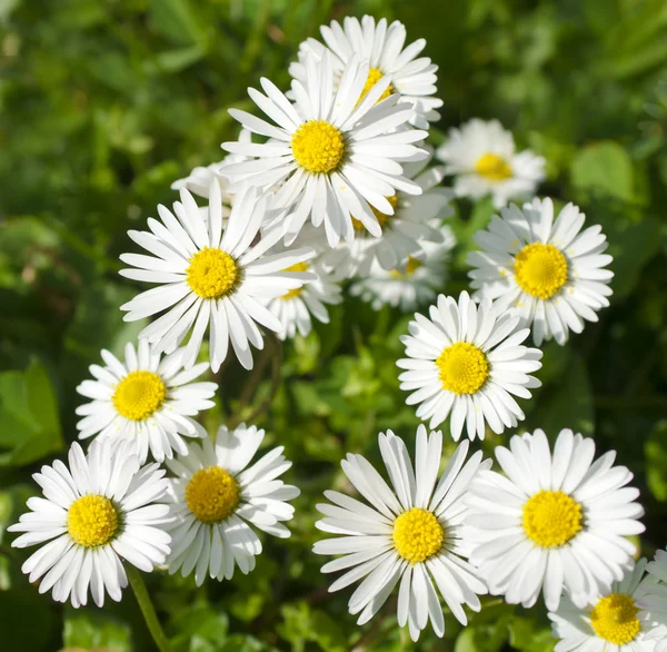 Chamomiles meadow, selective focus — Stock Photo, Image