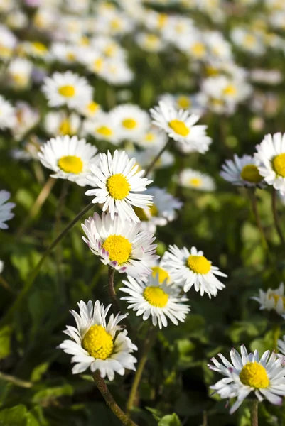 Chamomiles çayır, seçici odak — Stok fotoğraf