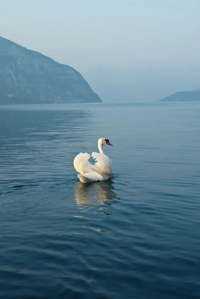 White swan in blue water — Stock Photo, Image