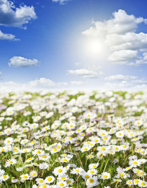 Campo di margherite e cielo perfetto — Foto Stock