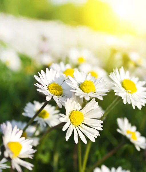 Chamomiles meadow, selective focus — Stock Photo, Image