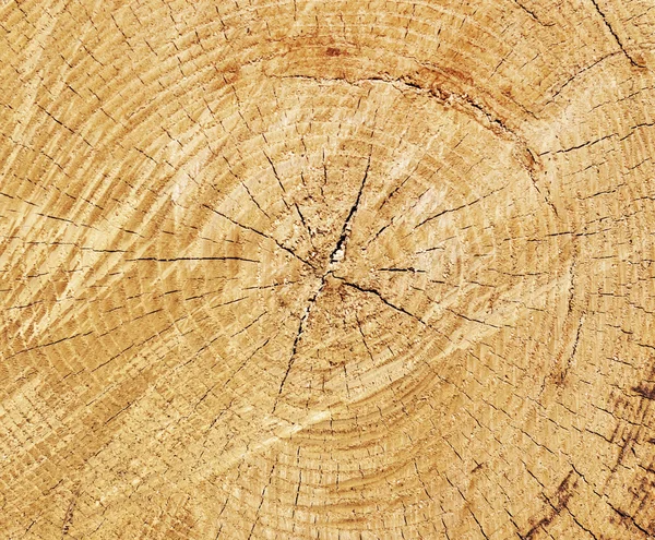 잘라 낸 나무 줄기의 목재 질감, 클로즈업 — 스톡 사진