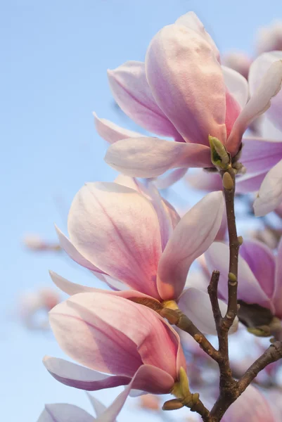 Magnolienblüten am klaren blauen Himmel — Stockfoto