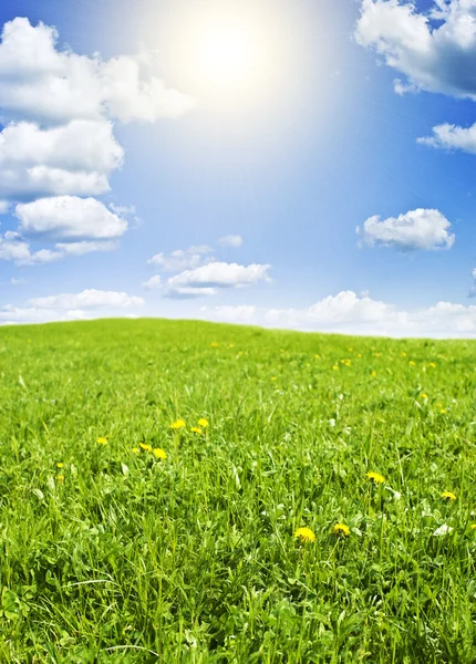 Green meadow under nice sky Stock Image