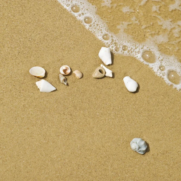 Sudaki kum plajı üzerinde beyaz deniz kabuğu — Stok fotoğraf
