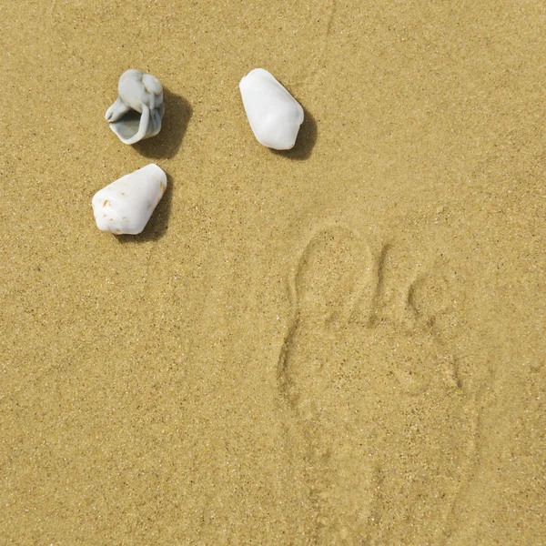Deniz kabuklu ve kum zemin üzerine — Stok fotoğraf