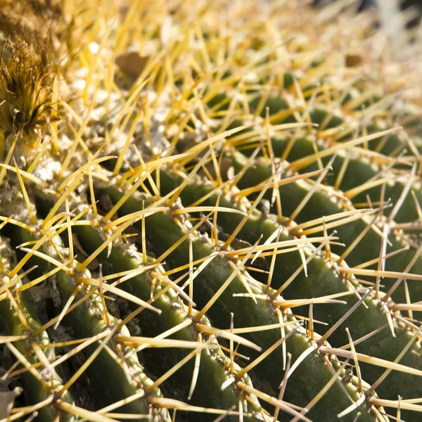 Gros plan de cactus en forme de globe avec de longues épines — Photo