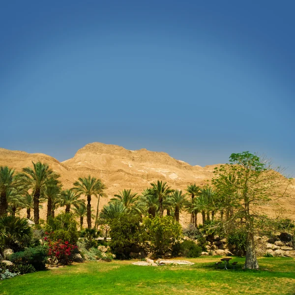 Palmera en el desierto con dunas de arena y cielo azul — Foto de Stock