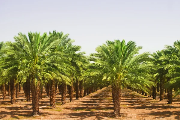 Vistas de las plantaciones de aceite de palma — Foto de Stock