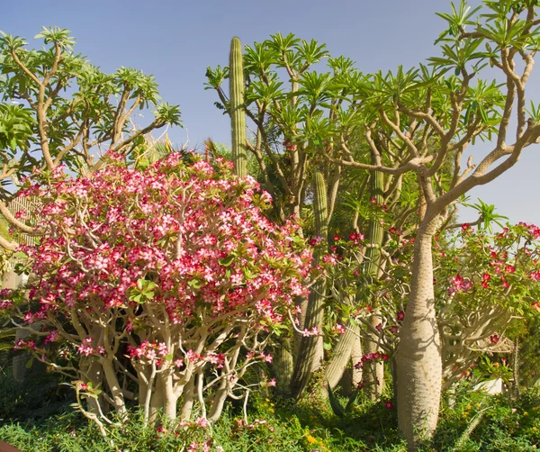 Majestosa paisagem — Fotografia de Stock