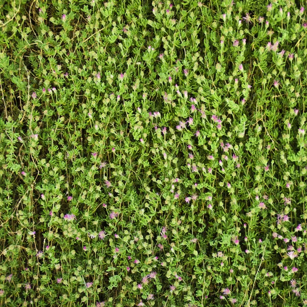 Gröna blad vägg bakgrund — Stockfoto