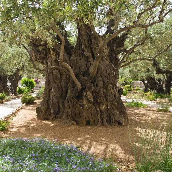 Old olive tree — Stock Photo, Image