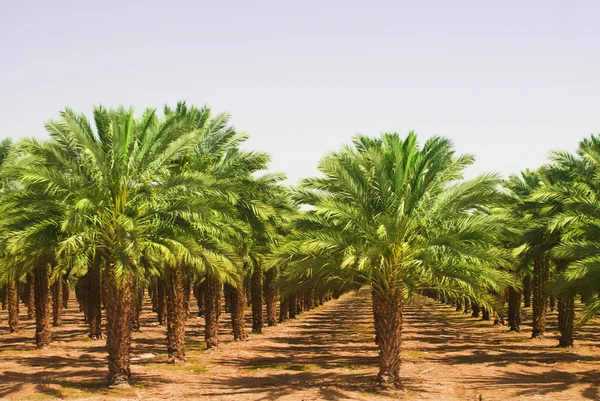 Vedute delle piantagioni di olio di palma Immagine Stock