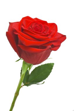 Tek kırmızı gül, beyaz zemin üzerine izole