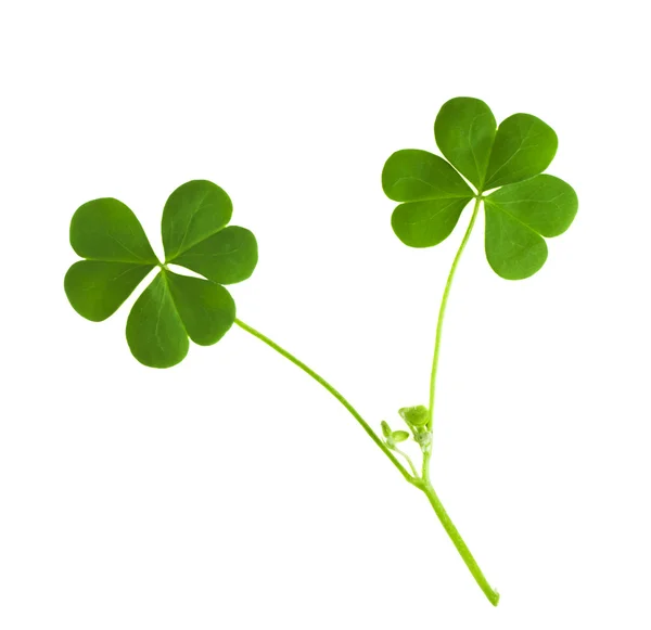 Groen klaversymbool van een St Patrick dag geïsoleerd op witte achtergrond — Stockfoto