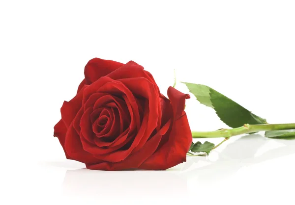 单红玫瑰，在白色背景上孤立 — 图库照片