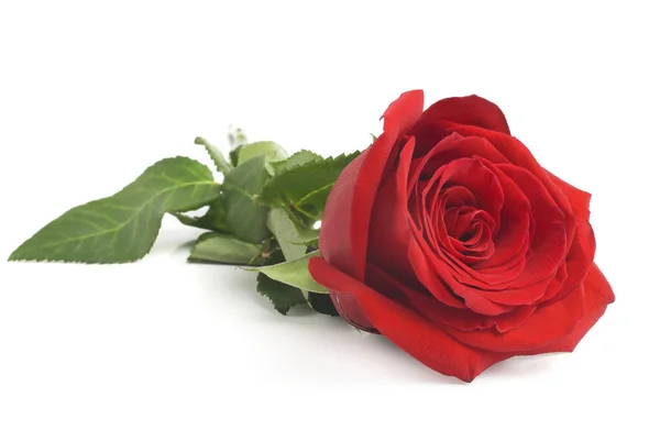Ενιαίο κόκκινο τριαντάφυλλο, απομονώνονται σε λευκό φόντο — Φωτογραφία Αρχείου