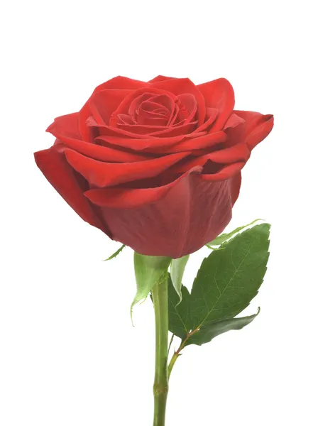 Single red rose, isolated on white background — Stock Photo, Image