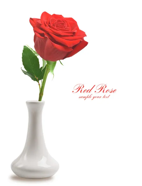 Red rose in vase — Stock Photo, Image