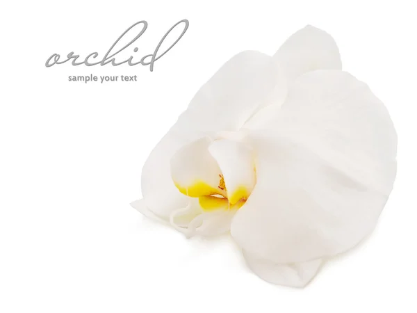 Weiße Orchidee Nahaufnahme — Stockfoto