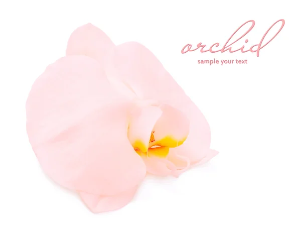 Розовый цветок орхидеи, изолированный — стоковое фото