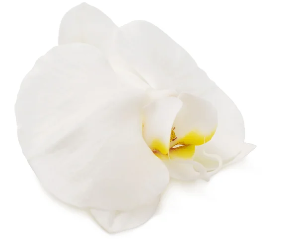 White Orchid closeup — Stock Photo, Image