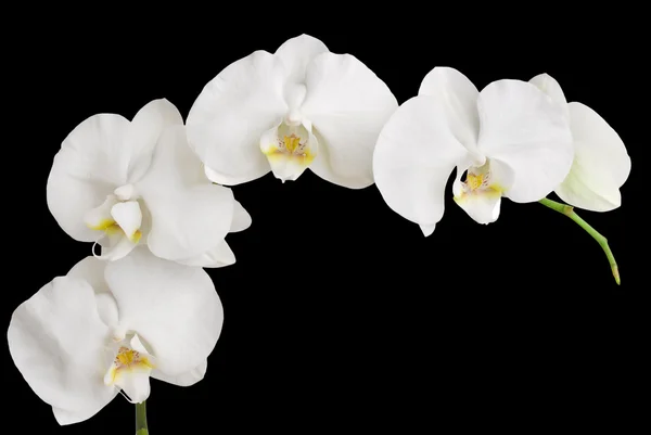 Orchidée blanche isolée sur noir — Photo