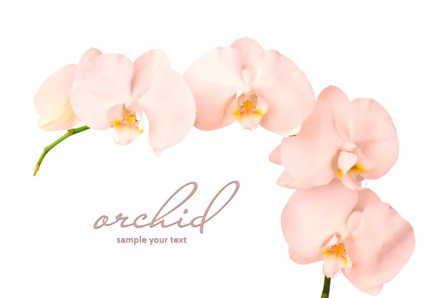 Roze orchideebloem, geïsoleerd — Stockfoto