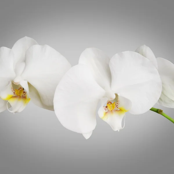 Weiße Orchidee — Stockfoto