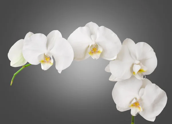 Orquídea branca — Fotografia de Stock