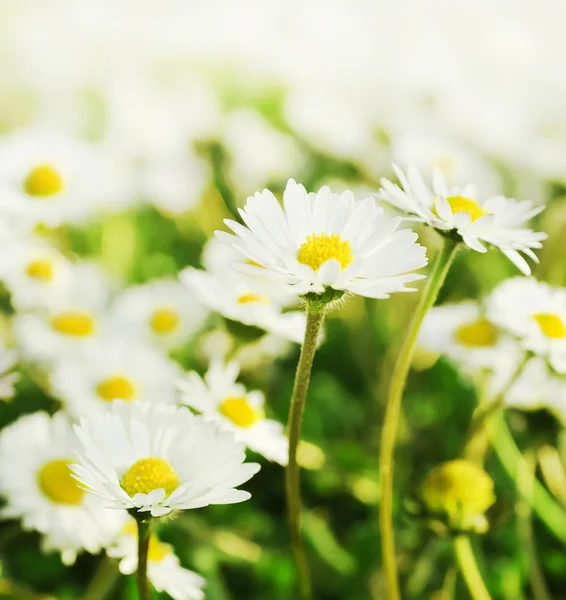 Chamomiles meadow, selective focus — Stock Photo, Image