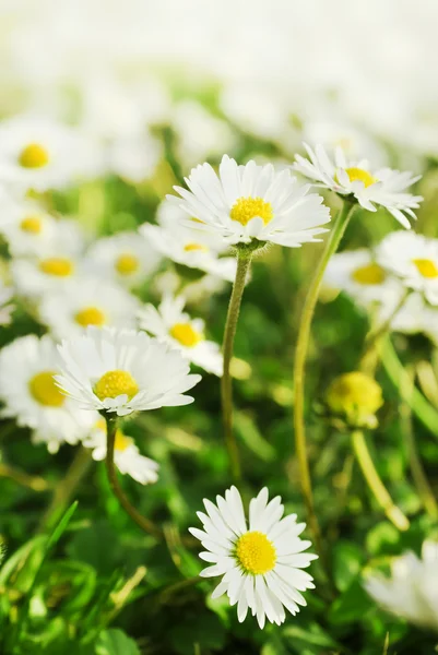 Chamomiles meadow, selective focus — Stock Photo, Image