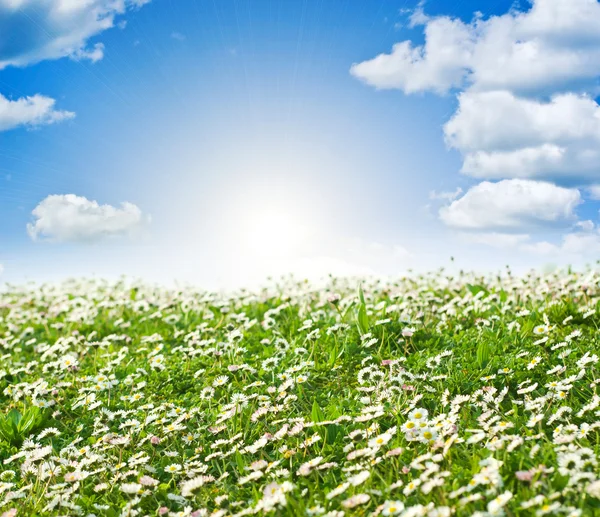 Field of daisies and perfect sky — Stock Photo, Image