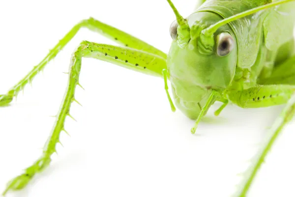 Locust isolated on white background — Stock Photo, Image