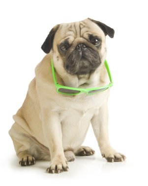 güneş gözlüğü ile pug