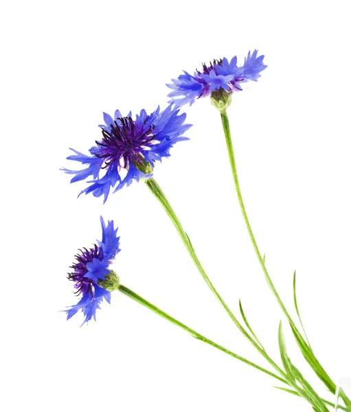 Красива синя квітка ізольована на білому тлі — стокове фото