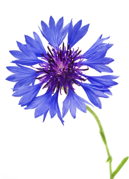 Cornflower azul bonito isolado no fundo branco — Fotografia de Stock