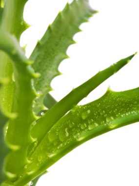 Aloe bitkisinin yeşil yaprakları yakın.