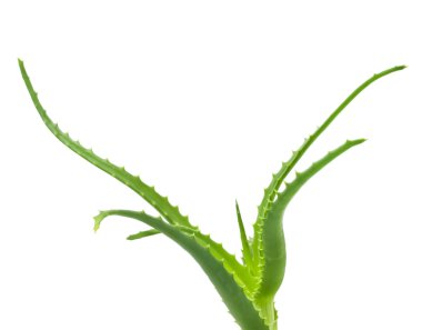 Aloe bitkisinin yeşil yaprakları yakın.
