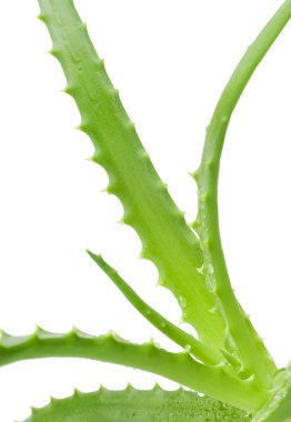 Green leaves of aloe plant close up clipart
