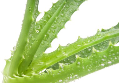 Aloe bitkisinin yeşil yaprakları yakın.
