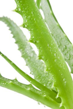 Aloe bitkisinin yeşil yaprakları yakın.