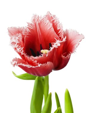 beyaz zemin üzerinde güzel Lale