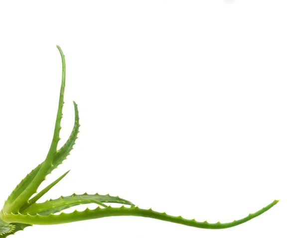 Feuilles vertes de la plante d'aloès gros plan — Photo