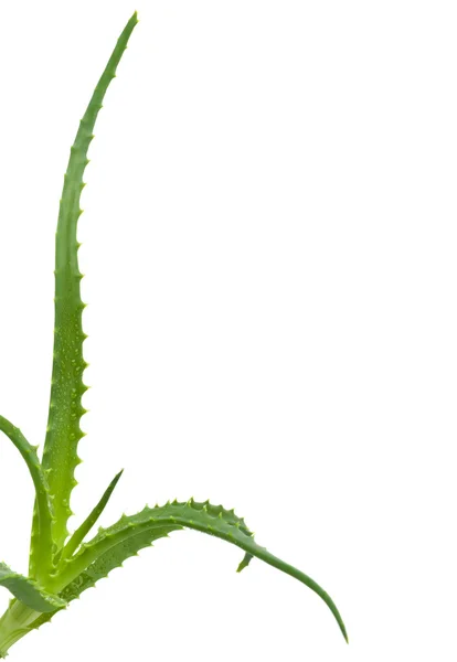 Green leaves of aloe plant close up — Stock Photo, Image