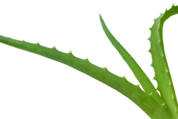 Zielone liście aloesu z bliska — Zdjęcie stockowe