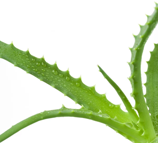 Grüne Blätter der Aloe-Pflanze aus nächster Nähe — Stockfoto